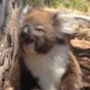 Meet your Posher, Benjamin